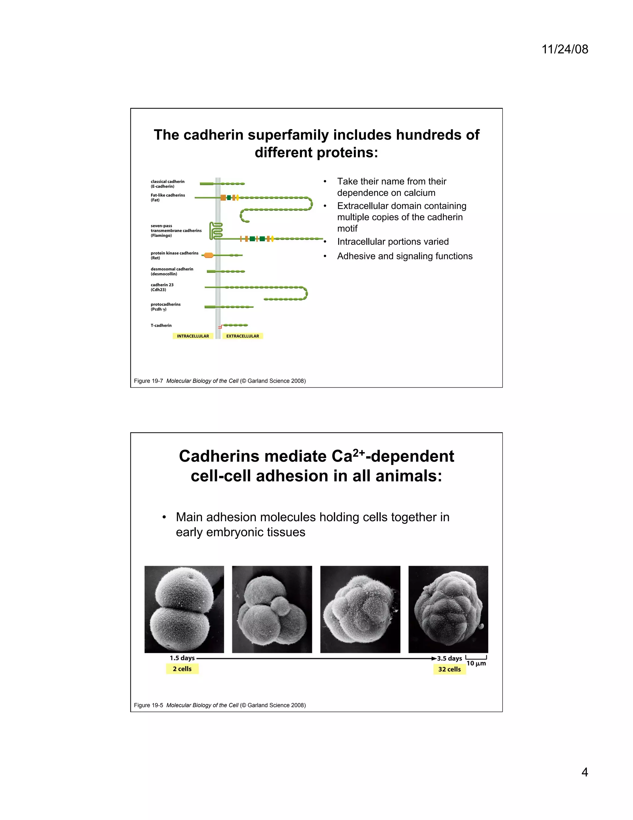 Cell Adhesion and Cell Migration