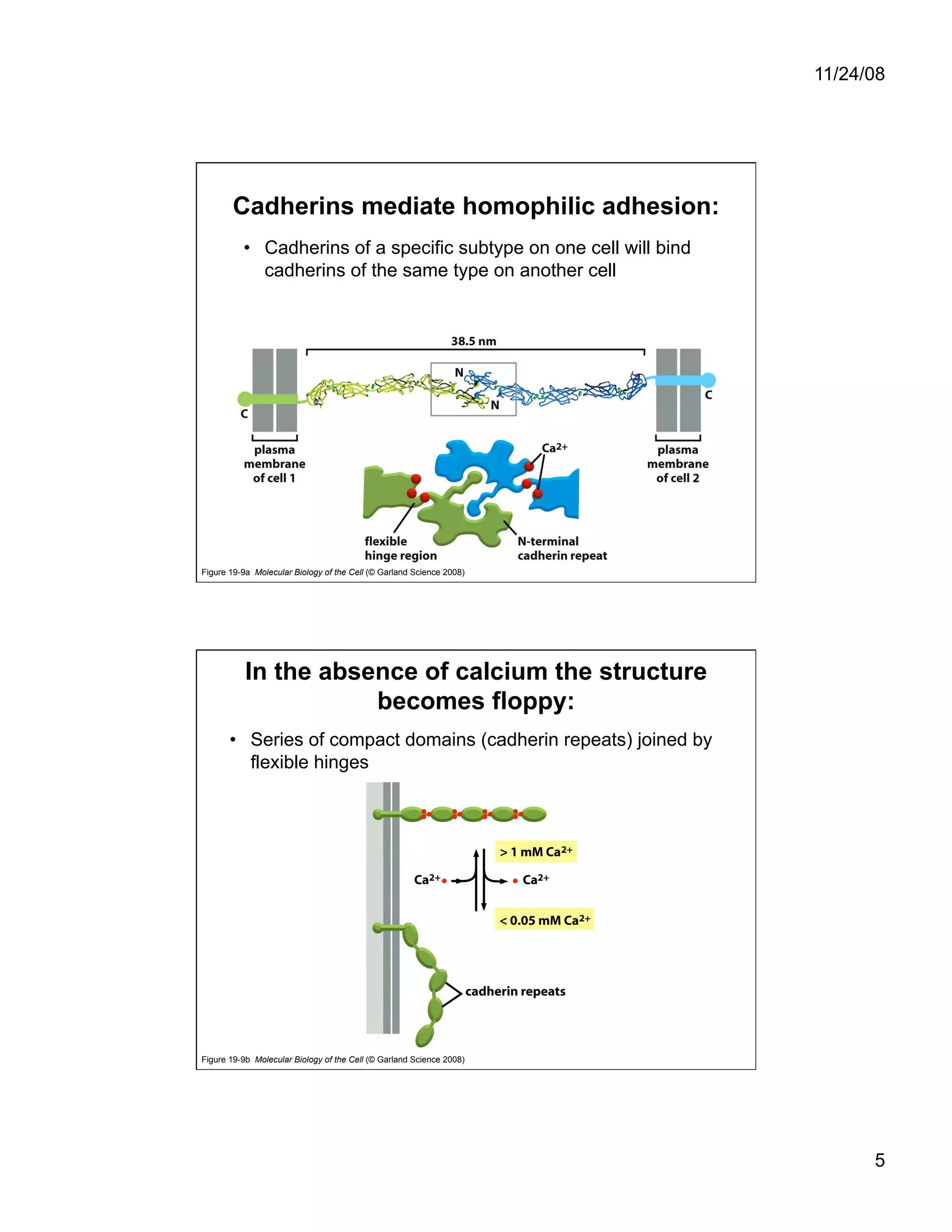 Cell Adhesion and Cell Migration
