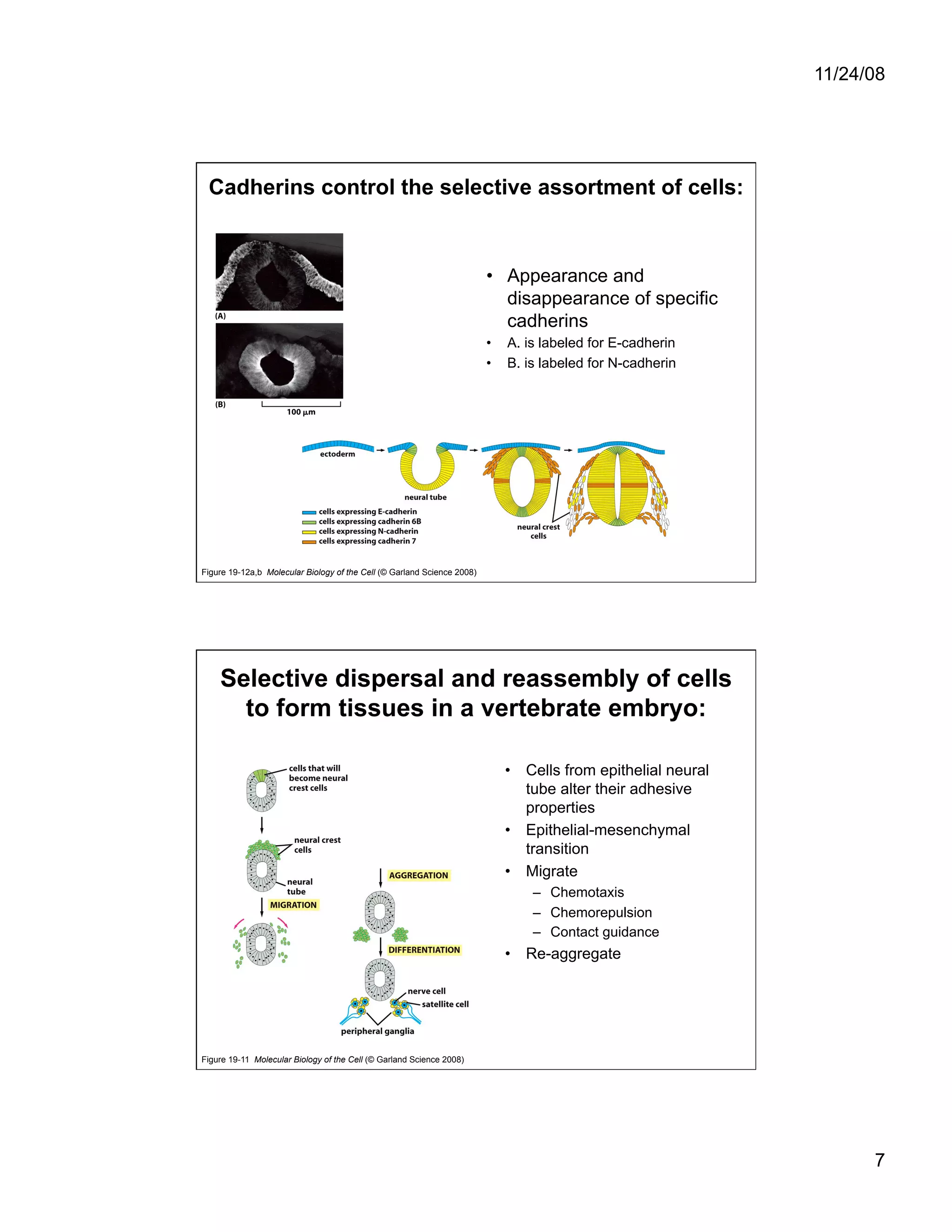 Cell Adhesion and Cell Migration