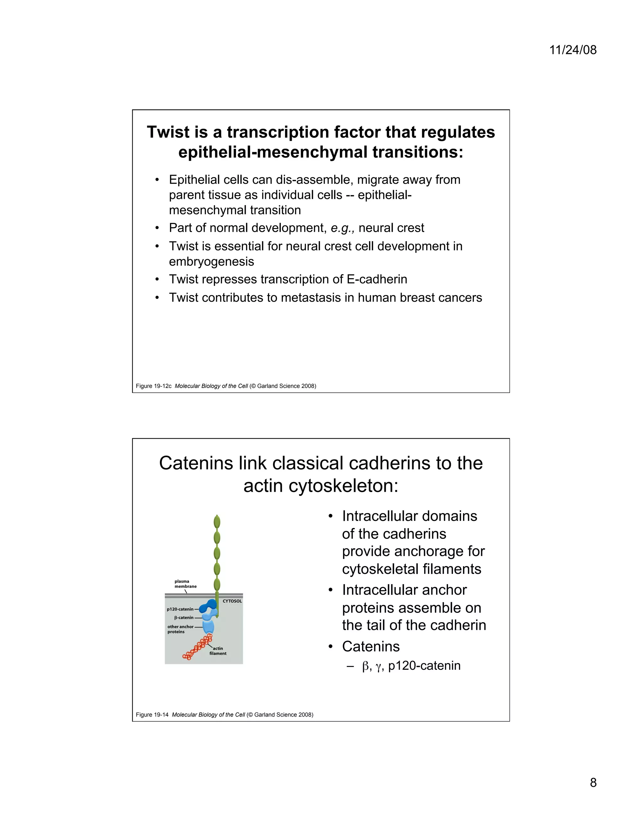 Cell Adhesion and Cell Migration