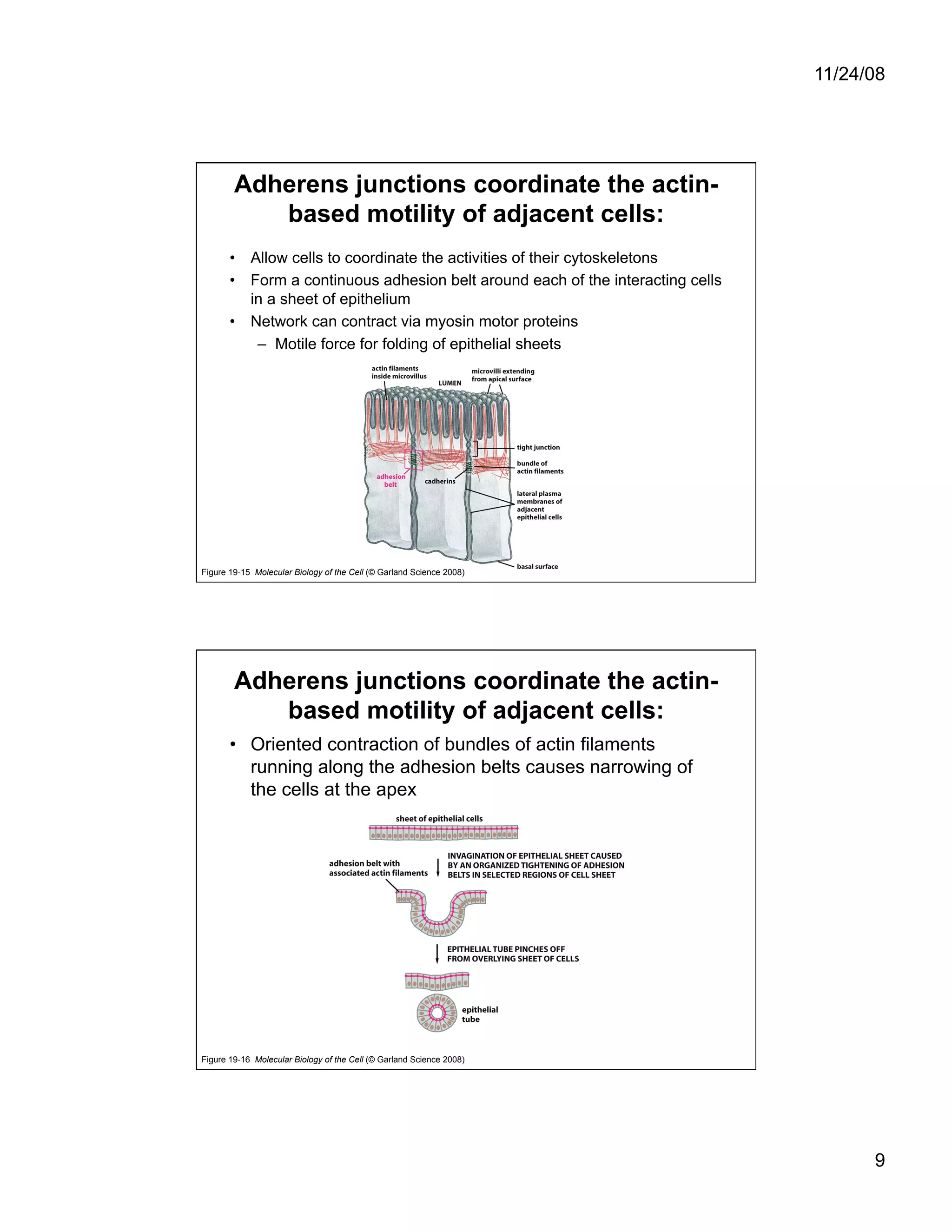 Cell Adhesion and Cell Migration