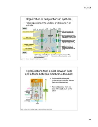 Cell Adhesion and Cell Migration | PDF