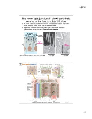 Cell Adhesion and Cell Migration | PDF