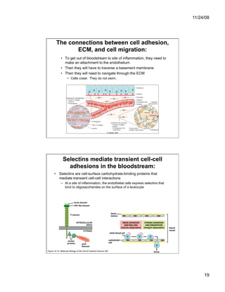 Cell Adhesion and Cell Migration | PDF