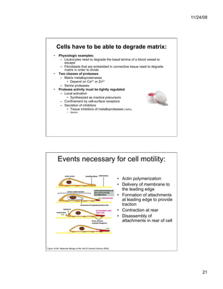 Cell Adhesion and Cell Migration | PDF