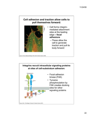 Cell Adhesion and Cell Migration | PDF