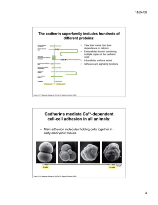 Cell Adhesion and Cell Migration | PDF