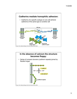 Cell Adhesion and Cell Migration | PDF