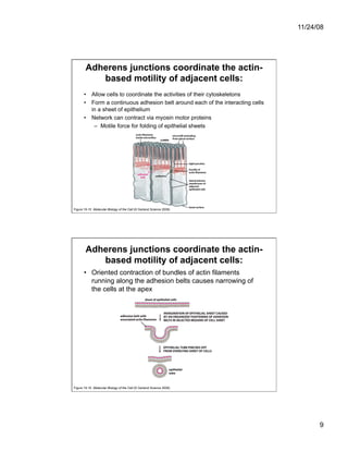 Cell Adhesion and Cell Migration | PDF