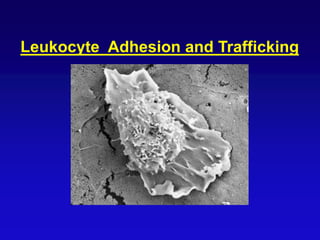 Leukocyte Adhesion and Trafficking
 