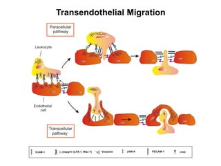 Cell Adhesion in Leukocyte Trafficking_MS_012915.ppt
