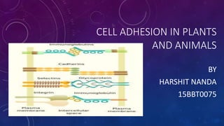 CELL ADHESION IN PLANTS
AND ANIMALS
BY
HARSHIT NANDA
15BBT0075
 