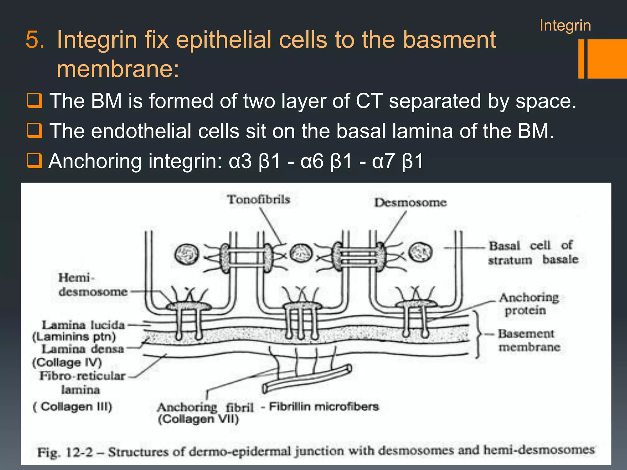 Cell adhesion molecules | PDF