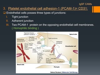 Cell adhesion molecules | PDF