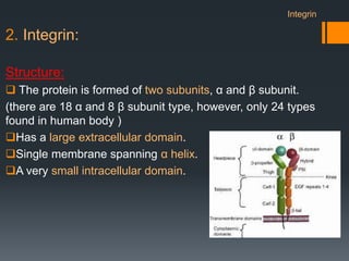 2. Integrin:
Structure:
 The protein is formed of two subunits, α and β subunit.
(there are 18 α and 8 β subunit type, however, only 24 types
found in human body )
Has a large extracellular domain.
Single membrane spanning α helix.
A very small intracellular domain.
Integrin
 