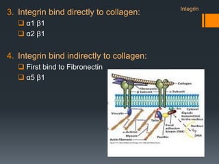 3. Integrin bind directly to collagen:
 α1 β1
 α2 β1
4. Integrin bind indirectly to collagen:
 First bind to Fibronectin
 α5 β1
Integrin
 