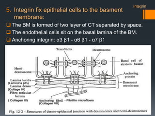 5. Integrin fix epithelial cells to the basment
membrane:
 The BM is formed of two layer of CT separated by space.
 The endothelial cells sit on the basal lamina of the BM.
 Anchoring integrin: α3 β1 - α6 β1 - α7 β1
Integrin
 