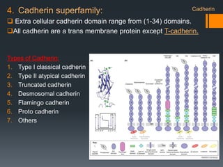 4. Cadherin superfamily:
 Extra cellular cadherin domain range from (1-34) domains.
All cadherin are a trans membrane protein except T-cadherin.
Types of Cadherin:
1. Type I classical cadherin
2. Type II atypical cadherin
3. Truncated cadherin
4. Desmosomal cadherin
5. Flamingo cadherin
6. Proto cadherin
7. Others
Cadherin
 