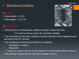 3. Desmosomal Cadherin:
 Types:
 Desmocollin (1,2,3)
 Desmoglein (1,2,3,4)
 Structure:
They all have 5 extracellular cadherin domain ended with NH2.
(1 E anchor domain and 4 EC domains distally)
 The N terminal of the Extra cadherin domain will bind to the neighboring N
terminal of the EC domain.
 The cytoplasmic terminal end binds to 2 proteins:
1. Plakoglobin= γ catenin
2. Plakophilin
 These two proteins will bind to desmoplakin intermediate filament (Keratin)
 The binding is dependent to the extra cellular Ca ions.
Cadherin
 