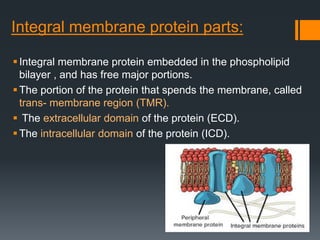 Integral membrane protein parts:
Integral membrane protein embedded in the phospholipid
bilayer , and has free major portions.
The portion of the protein that spends the membrane, called
trans- membrane region (TMR).
 The extracellular domain of the protein (ECD).
The intracellular domain of the protein (ICD).
 
