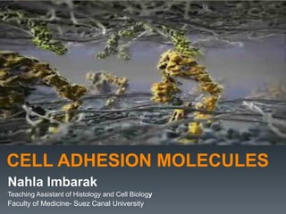 CELL ADHESION MOLECULES
Nahla Imbarak
Teaching Assistant of Histology and Cell Biology
Faculty of Medicine- Suez Canal University
 