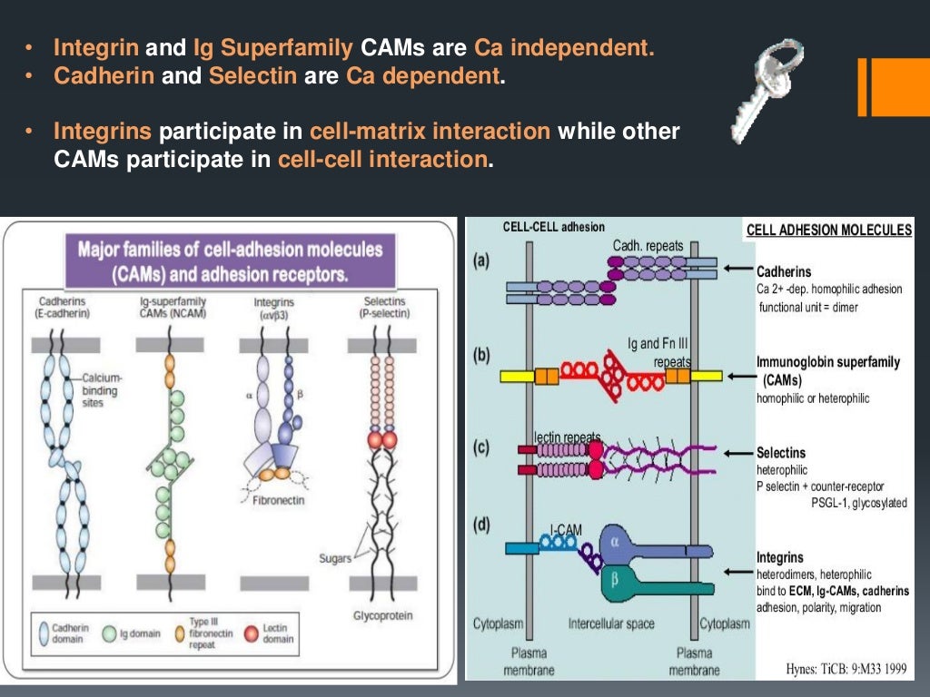 Cell adhesion molecules