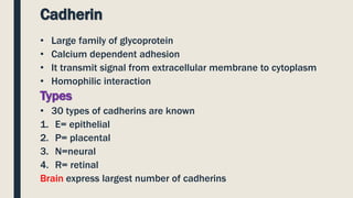 Cadherin
• Large family of glycoprotein
• Calcium dependent adhesion
• It transmit signal from extracellular membrane to cytoplasm
• Homophilic interaction
Types
• 30 types of cadherins are known
1. E= epithelial
2. P= placental
3. N=neural
4. R= retinal
Brain express largest number of cadherins
 
