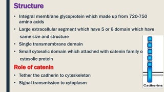 Structure
• Integral membrane glycoprotein which made up from 720-750
amino acids
• Large extracellular segment which have 5 or 6 domain which have
same size and structure
• Single transmembrane domain
• Small cytosolic domain which attached with catenin family of
cytosolic protein
Role of catenin
• Tether the cadherin to cytoskeleton
• Signal transmission to cytoplasm
 