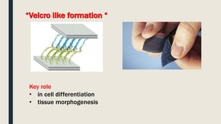 “Velcro like formation “
Key role
• in cell differentiation
• tissue morphogenesis
 