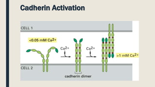 Cadherin Activation
 