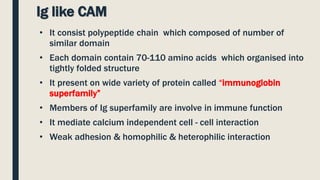 Ig like CAM
• It consist polypeptide chain which composed of number of
similar domain
• Each domain contain 70-110 amino acids which organised into
tightly folded structure
• It present on wide variety of protein called “immunoglobin
superfamily”
• Members of Ig superfamily are involve in immune function
• It mediate calcium independent cell - cell interaction
• Weak adhesion & homophilic & heterophilic interaction
 