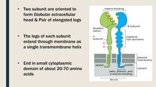 • Two subunit are oriented to
form Globular extracellular
head & Pair of elongated legs
• The legs of each subunit
extend through membrane as
a single transmembrane helix
• End in small cytoplasmic
domain of about 20-70 amino
acids
 