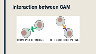 Interaction between CAM
 