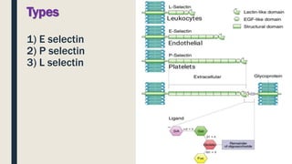 Types
1) E selectin
2) P selectin
3) L selectin
 