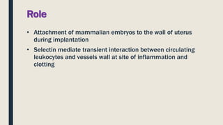 Role
• Attachment of mammalian embryos to the wall of uterus
during implantation
• Selectin mediate transient interaction between circulating
leukocytes and vessels wall at site of inflammation and
clotting
 