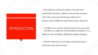 INTRODUCTION
o Cell adhesion molecules mediate, through their
extracellular domains, adhesive interactions between
cells of the same type (homotypic adhesion) or
between cells of different types (heterotypic adhesion).
o A CAM on one cell can directly bind to the same kind
of CAM on an adjacent cell (homophilic binding) or to a
different class of CAM or ECM (heterophilic binding).
o Cell-cell adhesions can be tight and long lasting or
relatively weak and transient.
 