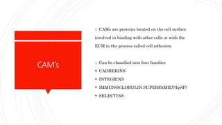 CAM’s
o CAMs are proteins located on the cell surface
involved in binding with other cells or with the
ECM in the process called cell adhesion.
o Can be classified into four families
 CADHERINS
 INTEGRINS
 IMMUNOGLOBULIN SUPERFAMILY(IgSF)
 SELECTINS
 