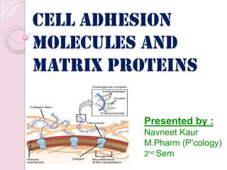 Cell adhesion
molecules and
matrix proteins
Presented by :
Navneet Kaur
M.Pharm (P’cology)
2nd Sem
 