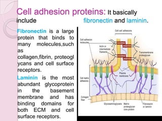 Cell adhesion molecules and matrix proteins | PPTX