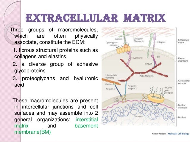 cell adhesion molecules and matrix proteins 2 638