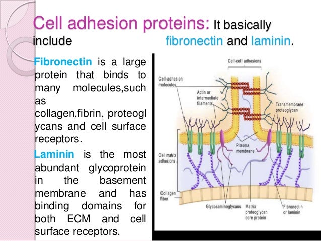 Cell adhesion molecules and matrix proteins