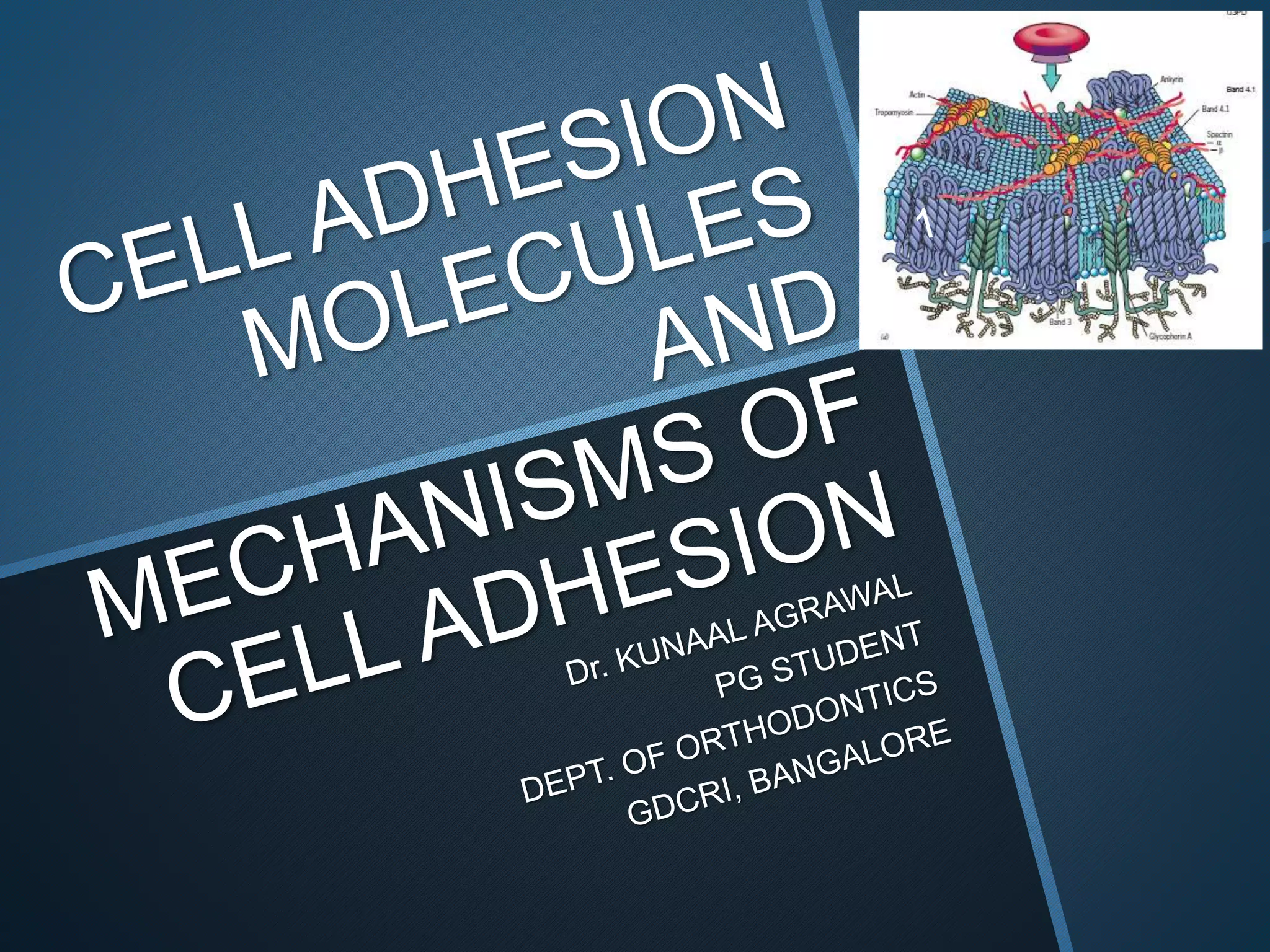 Cell adhesion molecules and mechanisms of cell adhesion | PPTX ...