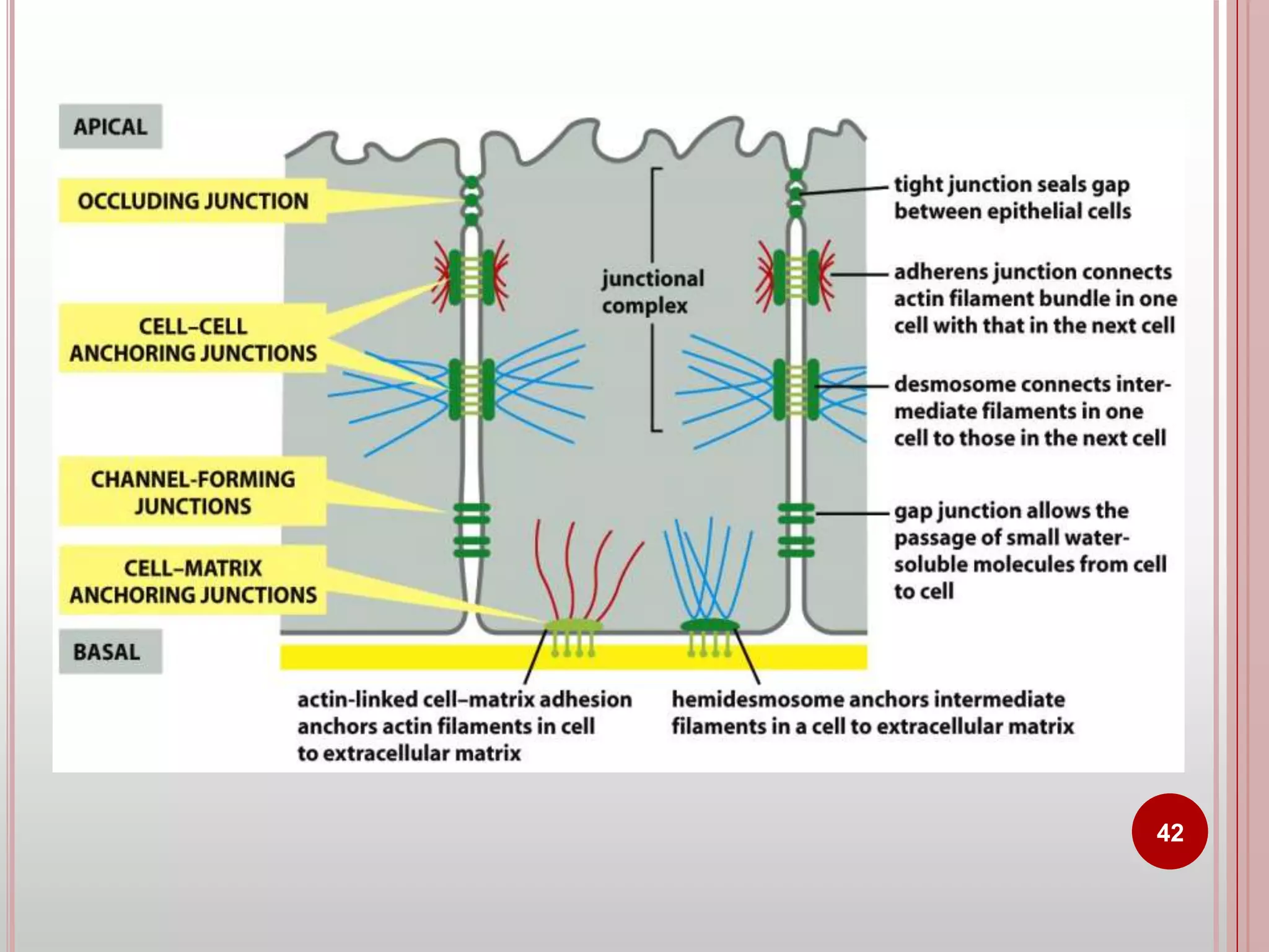 Cell adhesion molecules and mechanisms of cell adhesion | PPTX ...
