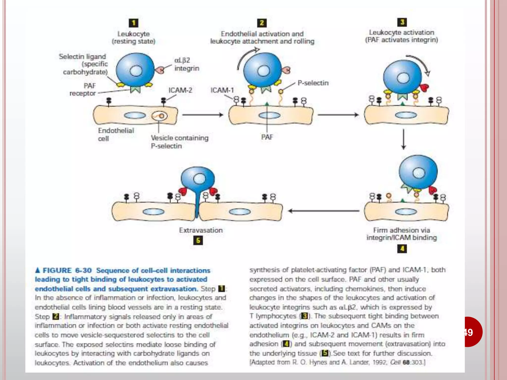 Cell adhesion molecules and mechanisms of cell adhesion | PPTX ...