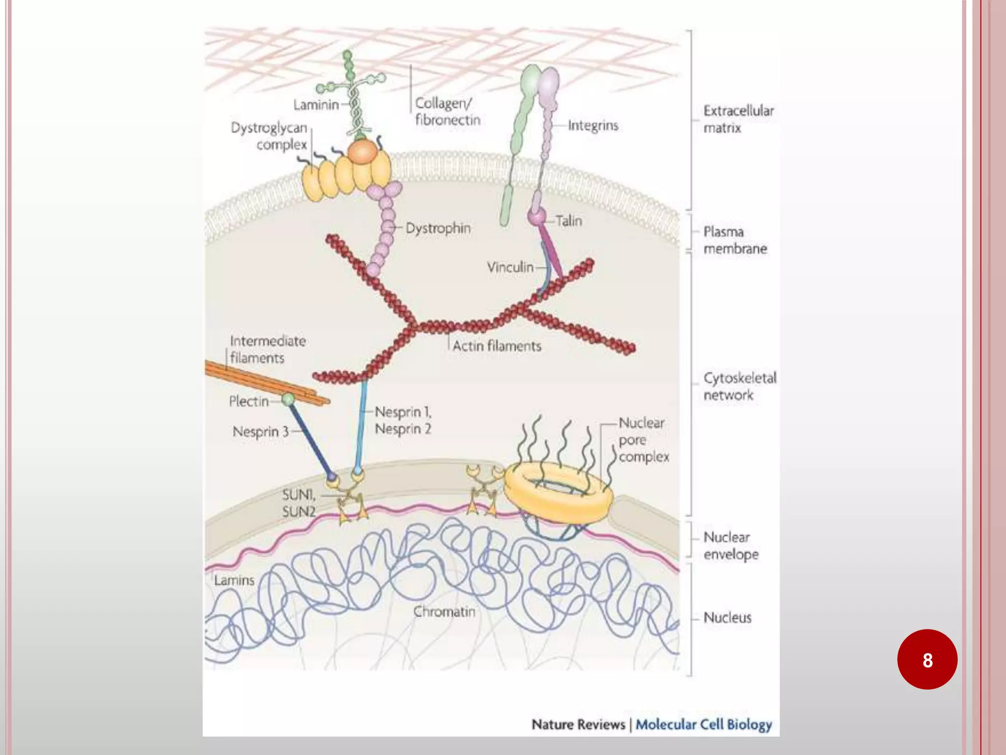 Cell adhesion molecules and mechanisms of cell adhesion | PPTX