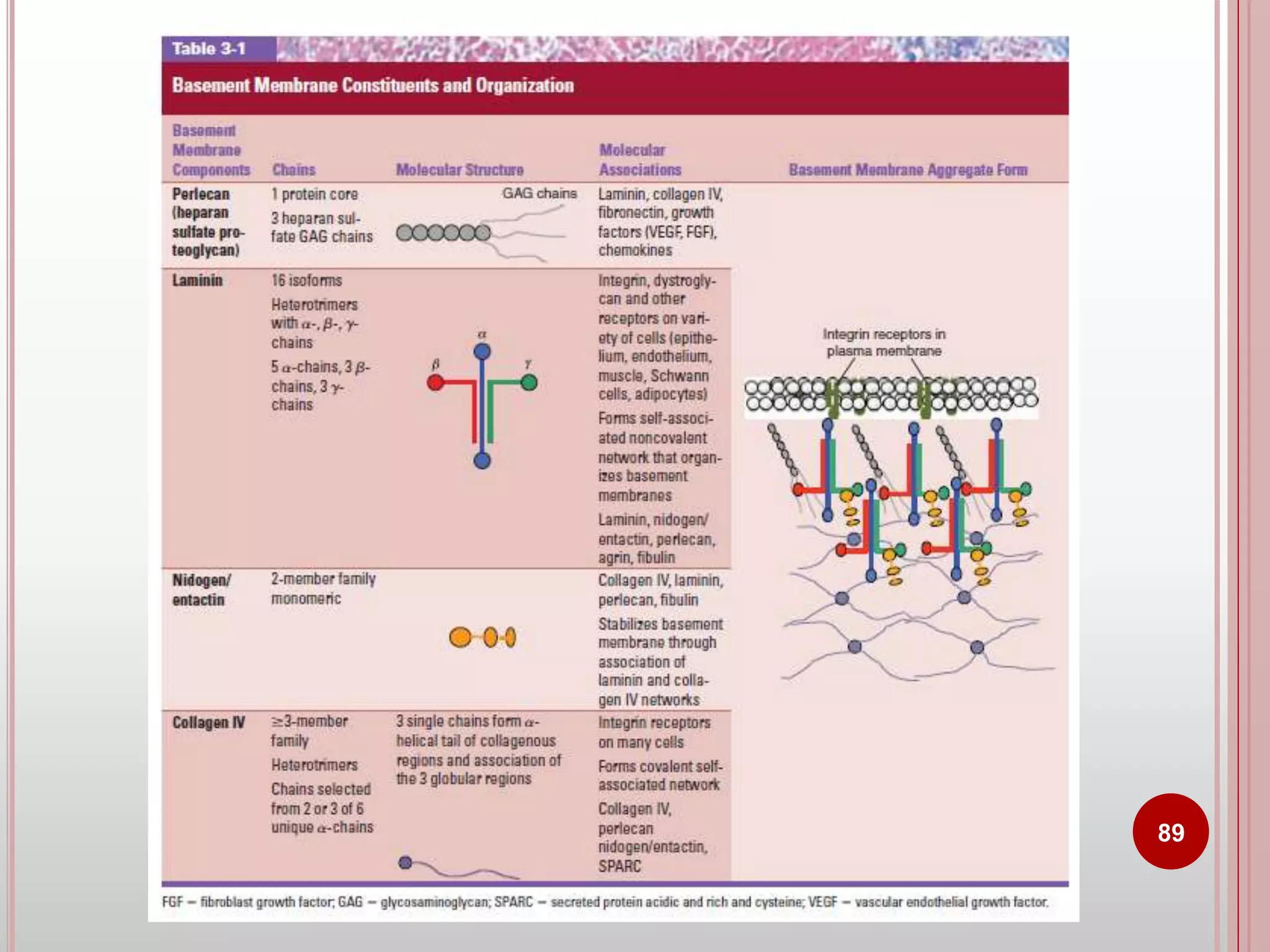 Cell adhesion molecules and mechanisms of cell adhesion | PPTX