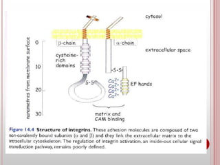 Cell adhesion molecules and mechanisms of cell adhesion | PPTX