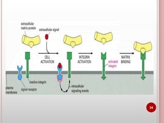 Cell adhesion molecules and mechanisms of cell adhesion | PPTX