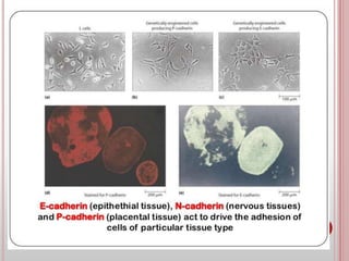 Cell adhesion molecules and mechanisms of cell adhesion | PPTX