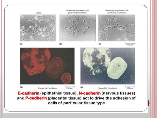 Cell adhesion molecules and mechanisms of cell adhesion | PPTX ...